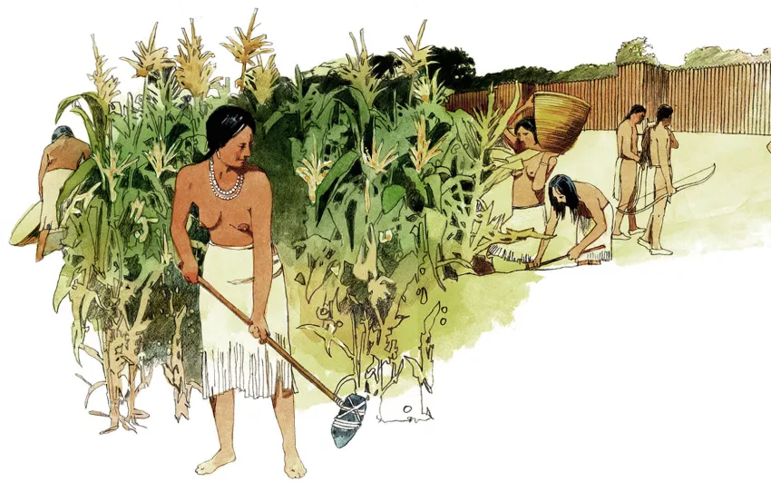 One thousand years ago, corn plants were planted in hills with beans and squash. The beans would climb up the corn stalks for support while the squash leaves would blanket the ground, keeping down weed growth. This practice of companion planting was common throughout Mesoamerica and North America.